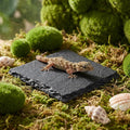 Yuanchu Reptile Basking Platform, Slate Tortoise Rock Plate, Natural Rock Reptile Food Dish Bowl, Habitat Decor for Turt