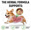 Liquid Probiotics for Dogs & Cats of All Ages | Dog Probiotics to Provide Digestion Balance | Prebiotic Blend for Harmonious Food Absorption | 3 Billion CFU | Herbal Flavor | 2 Oz