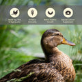 WORMSKING 5LB Dried Black Soldier Fly Larvae, More Calcium Than Dried Mealworms, High Protein Poultry Treats,Duck Food, BSFL