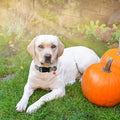 ARING PET Fall Dog Collars, Cute Autumn Pumpkin Maple Leaves Pet Collar with Quick Release Buckle for Small Medium Large