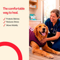 BellyGuard Dog Surgery Recovery Suit, Male Female After Spay Neuter Onesie