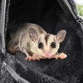 Sweetude 2 Pcs Sugar Glider Pouch Breathable Carrying Bonding Pouch Soft Hamster Carrier with Strap Zipper Small Animal 