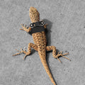 Bearded Dragon Leash and Harness Set