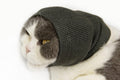 DDFS Cat Snood Ear Muffs,Calm Head Covers Blow Drying-Anxiety & Stress Relief - Cat Ear Wrap Injury Grey S