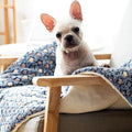 FJWYSANGU Pet Blanket Premium Fluffy Flannel Cushion Soft and Warm Mat for Dogs Cats(Star/Yellow,Small)
