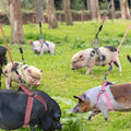 YeeBeny Mini Pig Harness Adjustable with Leash Foam Handle Pink, S