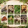 RUNANIA Crested Gecko Tank Accessories，Reptile Vines Plants with Coconut Shell Ladder Hideout Hermit Crab Decor for Leop
