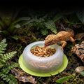 BETTERDAY Reptile Food Dish, Anti-Escape Feeder Bowl, Small 1-Pack