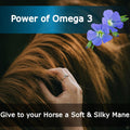 Equine & Horse Oil Supplement 3 Natural Oils Flaxseed Sunflower Carrot Omega 3 6 9 Vitamin E Silky Coat & Hoof Digestion