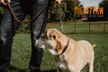 Mighty Paw Martingale Dog Collar - No Pull Design - Stainless Steel Chain - Limited Chain Cinch Training - Brown Leather