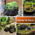 Black Lava Rock Natural Volcanic Stones 4"-6" Aquarium Rocks for Aquascaping,Aquarium Landscaping,Shrimp Tank,Terrariums