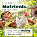 11LB Dried Mealworms for Chickens, Laying Hens, Ducks & Wild Birds