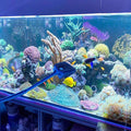 3 PCS Double-Sided AOODOOM Aquarium Fish Tank Algae Cleaning Brush with Non-Slip Handle, Sponge Scrubber Cleaner for Gla