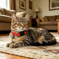 6Pack Cat Collars Quick Release Star Moon Pattern Reflective Kitten Collar with Bell & Safety Release