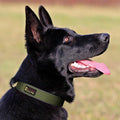 Plutus Pet Tactical Dog Collar, Reflective, Adjustable Heavy Duty Dog Collar, Soft Padded and Comfortable, for Small Medium and Large Dogs (Ranger Green, L)