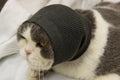 DDFS Cat Snood Ear Muffs,Calm Head Covers Blow Drying-Anxiety & Stress Relief - Cat Ear Wrap Injury Grey S