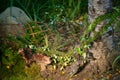 Galápagos (05266) MossVine, Real Moss Vine, 12FT, Green