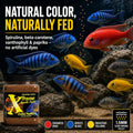 Xtreme Cichlid Peewee 1.5 mm Pellets - Proven Nutrition for Cichlids - Balanced Amino Acids, Boost Immune & Digestive He