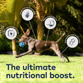 ZIWI Peak Lamb Dog Food Bundle – All Natural, High Protein, Grain Free & Limited Ingredient, with Superfoods (Air-Dried 