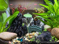 Aquarium Stones Seiryu Rock 11lb Natural Stone for Aquascaping,3-8 Inches