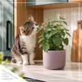Herb - Catnip (Nepeta) (4 Pack), Live Aromatic Herb, Cat Attractant