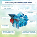 SunGrow 50 pcs Catappa Indian Almond Leaves – 2” Water Conditioner for Betta Fish Tank, Aquarium Leaf for Fish Breeding,