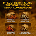 Hermit Crab Tank Accessories – 10 Pcs 6" Indian Almond Catappa Leaves, Natural Leaf Litter for Hermit Crab Habitats, Aqu
