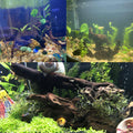 Tfwadmx Natural Driftwood for Aquarium Decor 5-8" Fish Reptile Tank Decor