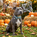 ADOGGYGO Halloween Dog Collar Girl, Bow Ghost Dog Bow Tie Collar, M