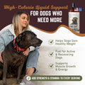 All American Canine Dog Weight Gainer Liquid – High Calorie Dog Food Supplement for Rapid Weight Gain, Mass, and Recover