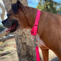 Country Brook Petz - Martingale Dog Collar - Heavy-Duty Training Collar with No Buckle - Service Dog Collar for All Pups