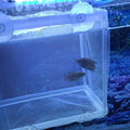 2 Pcs Fish Breeder Incubator Mesh Box, Breeding Box for Fish Tank with Suction Cup