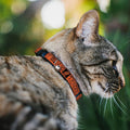Disney Cat Collar, Breakaway Collar with Bell, Hocus Pocus Thackery Binx Cat Silhouette Orange Black, 8.5 to 12 Inches 0