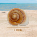 NIIIYTYB Large Hermit Crab Shells Extra Shells 2.7~3.5 Inch Big Empty Natural Sea Conch for Crabs Ideal Hermit Crab Supp