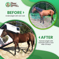 Doc Hoag's Aloe Vera Horse Supplement, Gastric & Ulcer Support, 1 Gallon