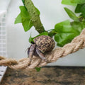 Hermit Crab Climbing Toys, Reptile Rope Ladder Supplies, Tank Aquarium Terrarium Vines Accessories, Habitat Decor for Lizards Geckos Snakes Bearded Dragon