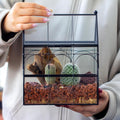 NCYP Glass Enclosure with Vent Holes for Jumping Spiders, Praying Mantis, Small Insect - 7.5" x 4.9" x 9" Front Opening 