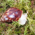 Natural Moss for Pet Snails, Perfect Pet Snail Supplies for Maintain The Humidity Levels in The Enclosure