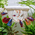 Floating Betta Shrimp Cave, Multi-Functional Aquarium Hammock for Hiding Feeding, Floating Betta Fish Skins with Feeding