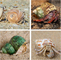 5PCS Hermit Crab Shells | Natural Sea Conch Size 2.1" - 2.8", Opening Size 0.9" - 1.5" | Medium Large Turbo Seashells fo