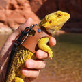 Bearded Dragon Harness and Leash Set, 3 Sizes Adjustable Reptile Leash with Nylon Traction Rope, Escape Proof Lizard Wal