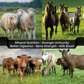 Himalayan Pink Salt Licks for Animals – Natural Salt Block with Rope for Horses, Cows, Deer & More – No Harmful Elements