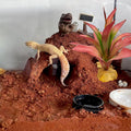 Woyrise Reptile Plants for Desert Terrarium,Habitat Decor,Succulent Plant