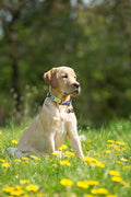 Cat & Dog Collar Bell, Pack of 2, Extra Loud Dog Bell for Pet Tracking & Saving Wildlife, Birds, Durable Iron Split Ring