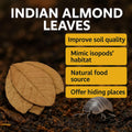 Leaf Litter for Isopods – 80 Pcs 4" Natural Indian Almond Catappa Leaves for Bioactive Vivariums, Terrariums & Aquariums