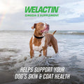 Nutramax Welactin Omega 3 Fish Oil for Dogs, Skin and Coat Health Supplement, Plus Joint, Immune, Kidney, and Brain Support, Premium Omega 3 Fatty Acids, For Dogs, 16 Ounce Liquid