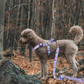 QQPETS Dog Harness Leash Set Adjustable Heavy Duty No Pull Halter Harnesses for Small Medium Large Breed Dogs Back Clip 