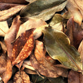 Magnolia Leaf Litter, 30-35 Leaves