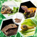 Maxcheck 1000 Pcs 0.5 oz Gecko Feeding Cups Small Gecko Food and Water Cups Reptile Feeding Bowls Plastic Bearded Dragon