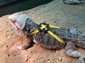 2 Pack Adjustable Reptile Harness and Leash for Lizard Gecko Bearded Dragon Outside Walk (Yellow)
